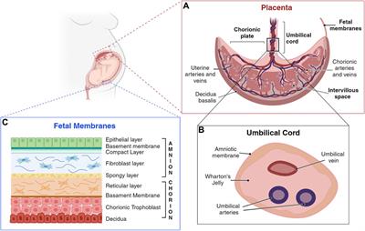Unveiling the human fetal-maternal interface during the first trimester: biophysical knowledge and gaps